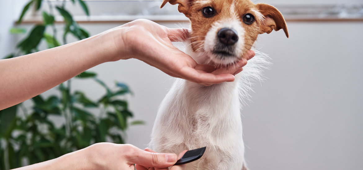Tips for Grooming a Dog at Home