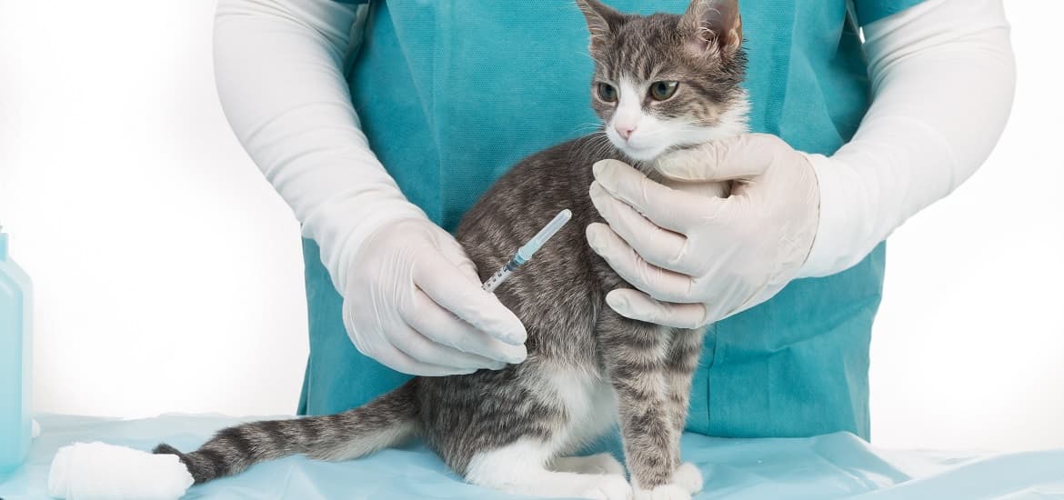 Tips to Assist in Diagnosing and Preventing FIP