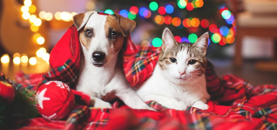 Tips to Celebrate Christmas Safely with Your Pets