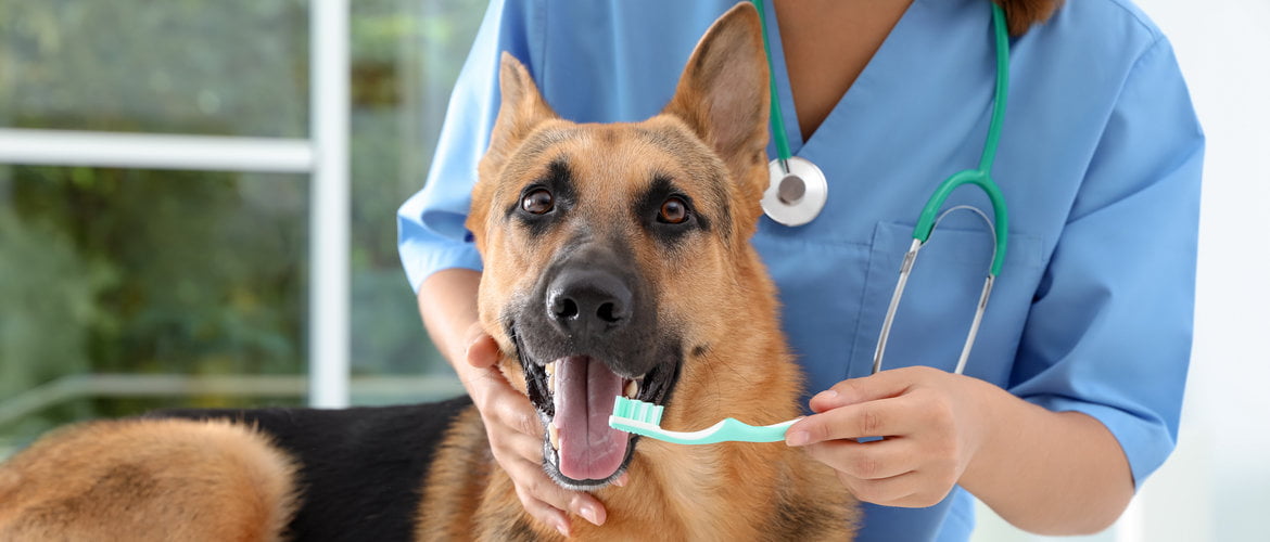 Tips to Keep Your Pet’s Breath Fresh
