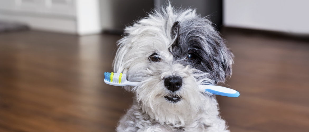 Regular Teeth Brushing is Important