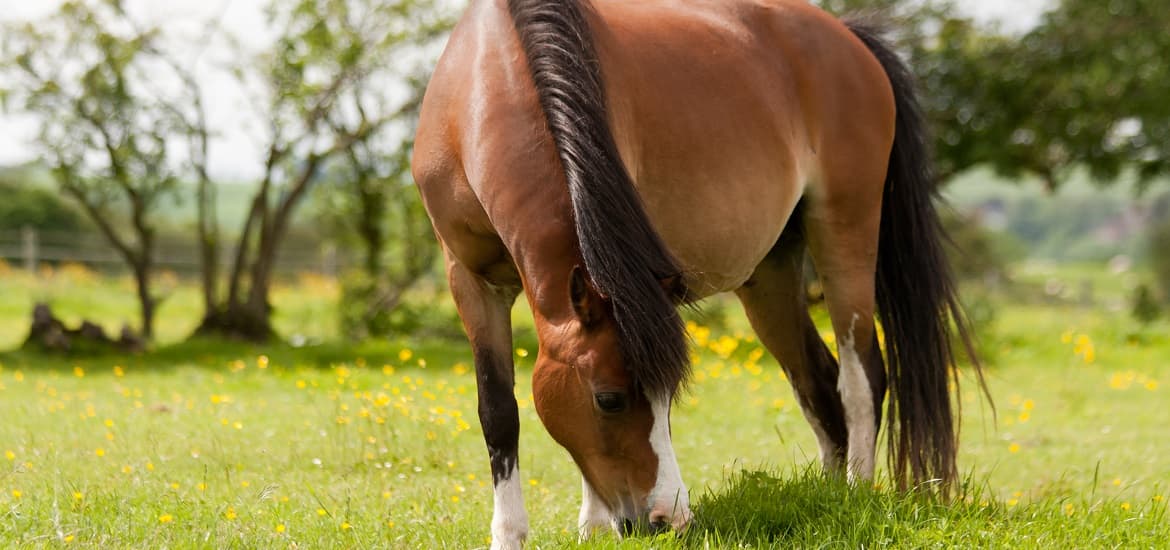 Tips to Make Your Horse Lose Weight