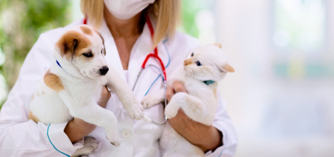 Pets Vaccination Guidelines
