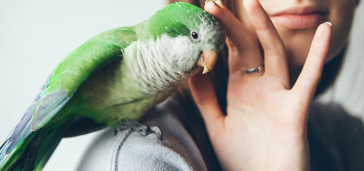 Top Summer Concerns for Pet Birds