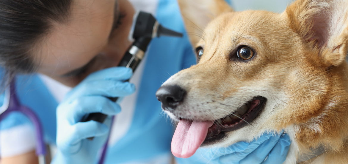 Understanding the Otitis Externa in Pets