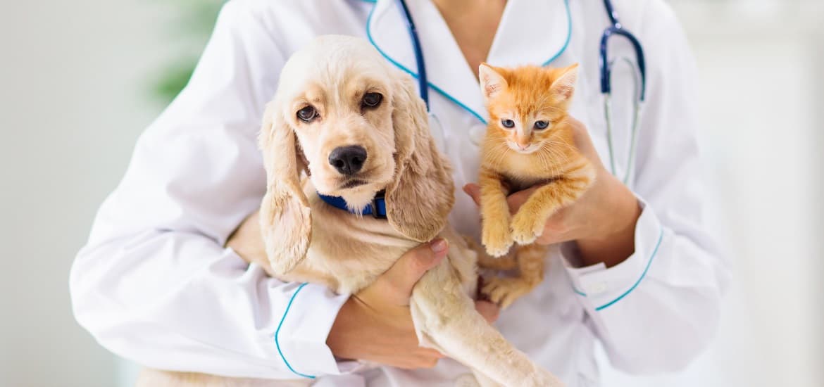 Use of Endoscopy in Veterinary Medicine