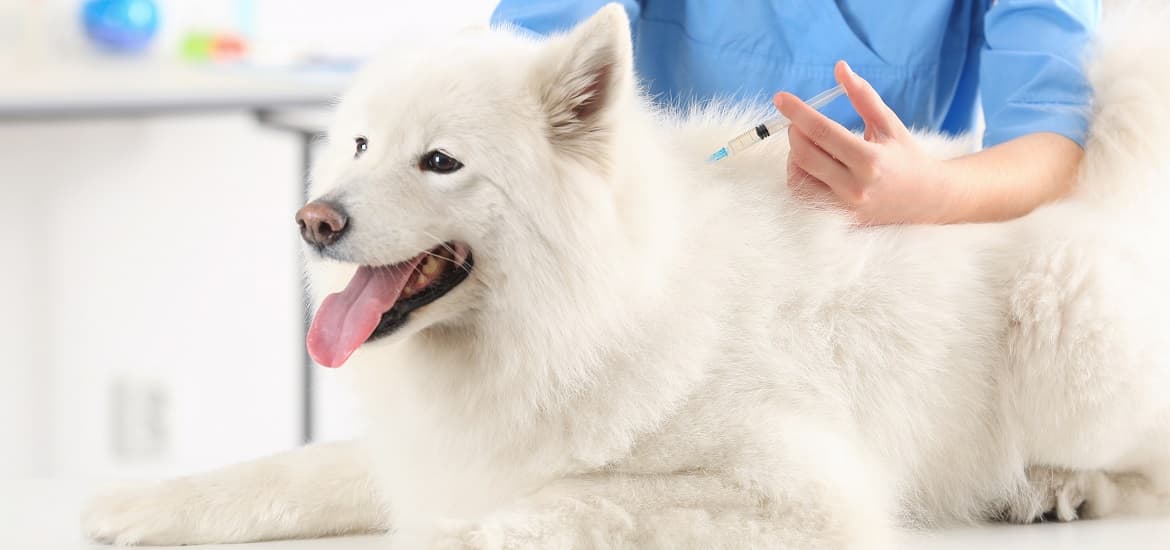 VacciCheck and Role of Antibodies Developed After Vaccination in Dogs