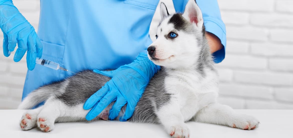 Vaccination in Dogs