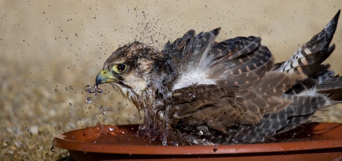 Water Baths