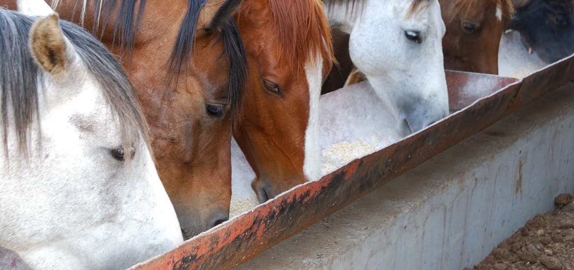 What Are the Benefits of Supplement for High-Performance Equines?
