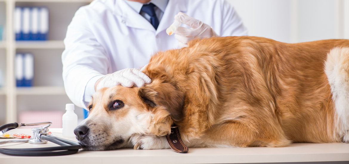 Dog Receives an Anesthetic