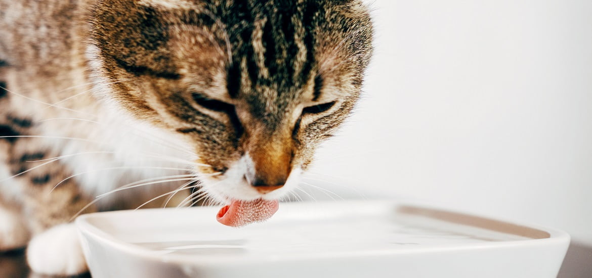 Why Cat Water Additive Is Best For Dental Care?