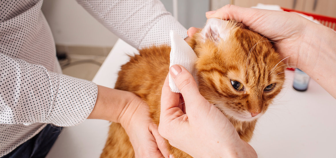 Why Dermacare Vet is the Ultimate Solution for Your Pet's Ear Health