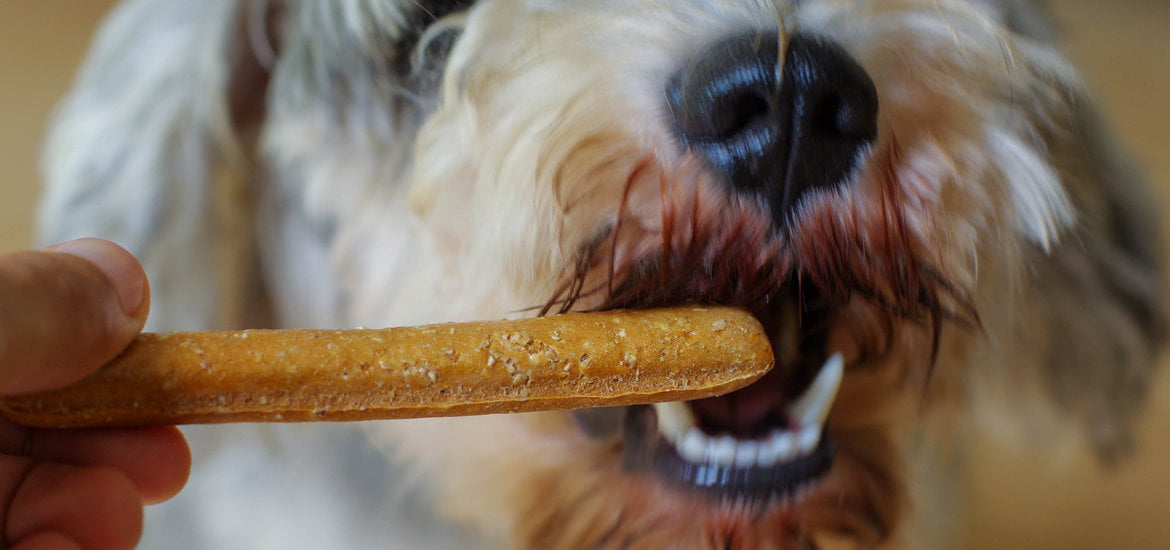 Tips To Soften Tartar In Your Pet Dog’s Mouth