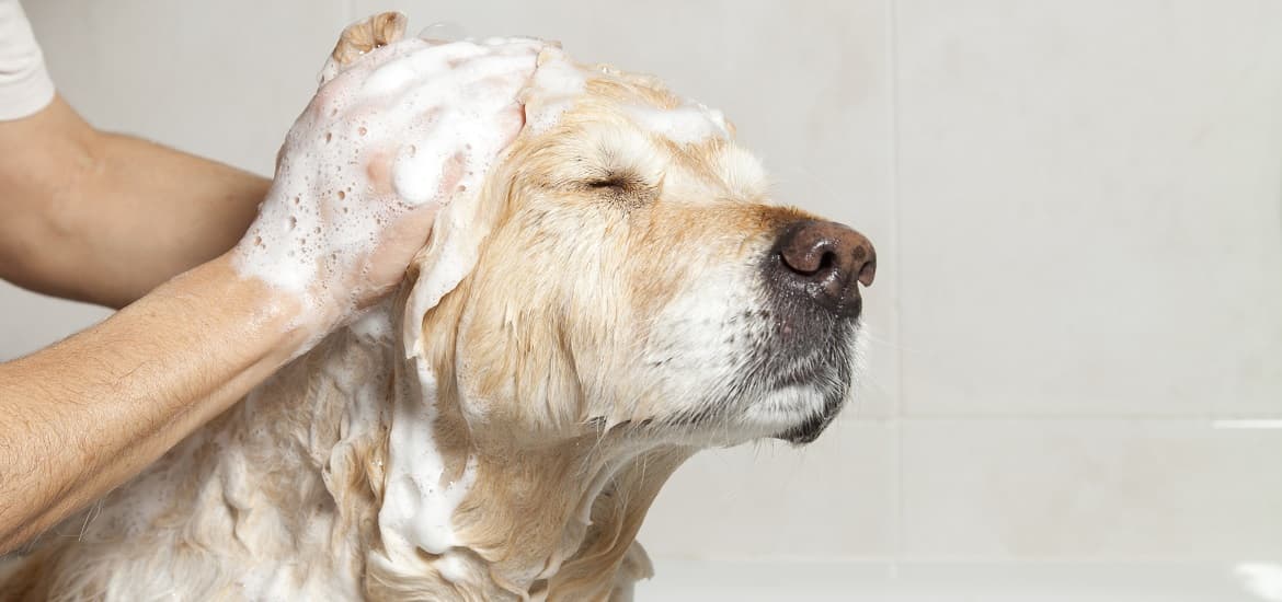 Why should you use an Aloe Vera Shampoo for Dogs?