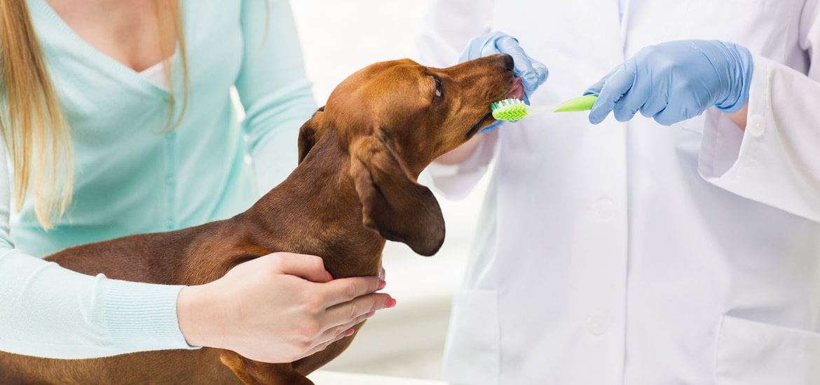 Why You Must Pay Close Attention to Your Pet's Dental Care