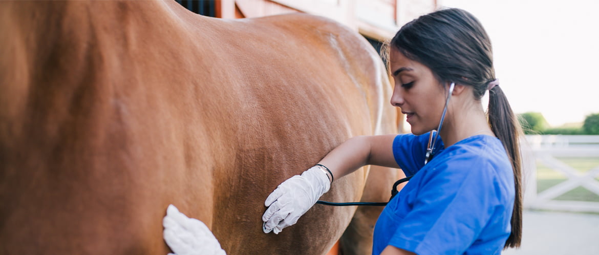 Horse Feed in Veterinary Shop